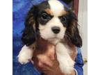 Cavalier King Charles Spaniel Puppy for sale in Chiefland, FL, USA