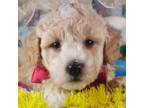 Poodle (Toy) Puppy for sale in Southgate, MI, USA