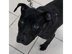 Adopt Marco a Pit Bull Terrier