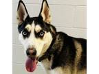 Adopt Maka a Husky