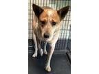 Adopt Willard a Australian Cattle Dog / Blue Heeler