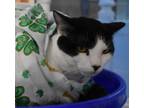 Adopt John a Domestic Short Hair