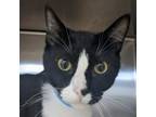 Adopt Ace a Domestic Short Hair