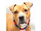 Adopt Buster Joe a Terrier, Black Mouth Cur