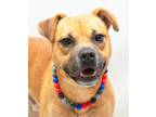 Adopt Charles a Chow Chow, Terrier