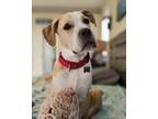 Adopt Squire (in foster) a Mixed Breed
