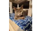 Adopt Rudy a Russian Blue