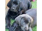 Labrador Retriever Puppy for sale in West Covina, CA, USA