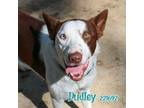 Adopt DUDLEY a Border Collie, Mixed Breed
