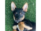 Adopt Knox a Australian Cattle Dog / Blue Heeler