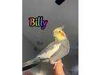 Adopt Billy a Cockatiel