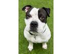 Adopt Tumi a Pit Bull Terrier