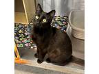 Adopt Andrew a Domestic Short Hair