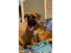 Adopt Wally a Mastiff, Labrador Retriever