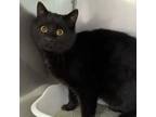 Adopt Cardamom a Domestic Short Hair