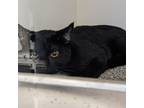 Adopt Magnus a Domestic Short Hair