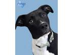 Adopt Pongo a Labrador Retriever, Mixed Breed