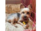 Adopt Ransome Bonded to Macie a Yorkshire Terrier, Mixed Breed