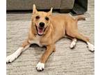 Adopt Bear Sucich a Cattle Dog, Mixed Breed