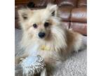 Adopt Ozzy a Pomeranian, Mixed Breed