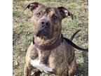 Adopt Bentley a Pit Bull Terrier, Mastiff