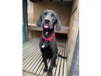 Adopt Sesame a Labrador Retriever, Treeing Walker Coonhound