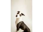 Adopt Ham 40580 a Great Dane, Pit Bull Terrier