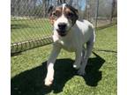 Adopt 98 Degrees a Mixed Breed