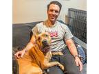 Adopt Arnie a Pit Bull Terrier, Mastiff