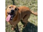 Adopt Lenny a Rottweiler