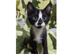 Adopt Pabbie a Domestic Short Hair