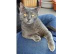 Adopt Vladimir a Russian Blue, Domestic Short Hair