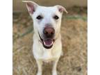 Adopt Hercules a Labrador Retriever, Mixed Breed