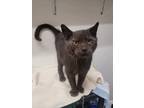 Adopt Jafar a Domestic Short Hair