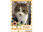 Adopt Barry a Tabby