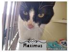 Adopt Maximus a Domestic Short Hair