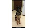 Adopt King (Goliath) a German Shepherd Dog