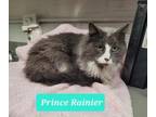 Adopt Prince Rainier a Domestic Long Hair