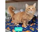 Adopt Fuego a Domestic Medium Hair