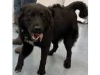 Adopt Zachary a Newfoundland Dog