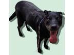 Adopt Finley a Black Labrador Retriever