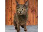 Adopt Smokey a Domestic Short Hair, Russian Blue