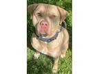 Adopt Griffin a American Staffordshire Terrier