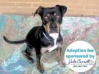 Adopt BRUNO a Pit Bull Terrier, Mixed Breed