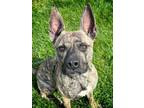 Adopt Booker a Pit Bull Terrier, Mixed Breed