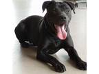 Adopt Corey a Black Labrador Retriever, Mixed Breed