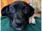 Adopt Turtle a Black Labrador Retriever, Pit Bull Terrier