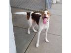 Adopt Archie - Lonely Hearts Club a Brittany Spaniel, Jack Russell Terrier