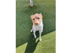 Adopt Gene a Brittany Spaniel, Jack Russell Terrier