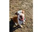 Adopt Fiddler a Pit Bull Terrier